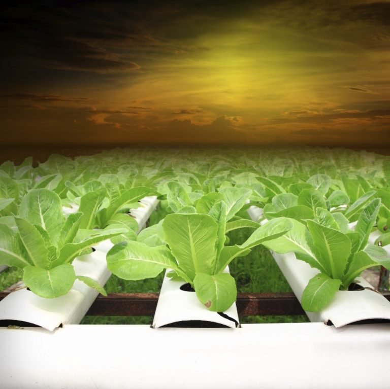 Everything You Need to Know About Hydroponics - Adams Gas